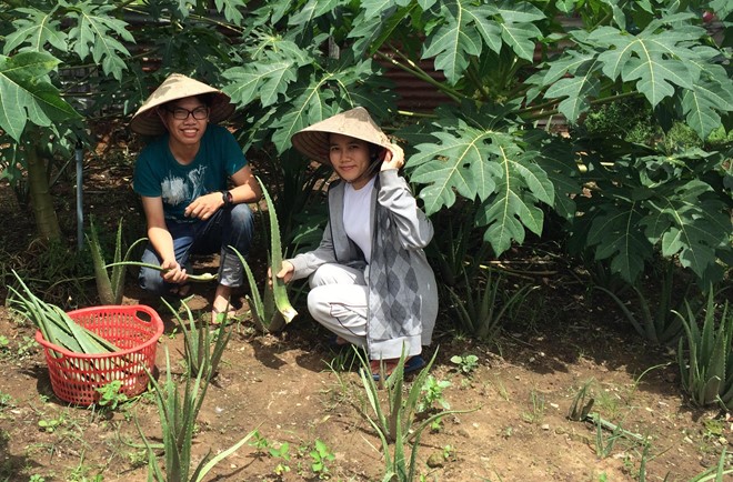 Từ bỏ cơ hội làm việc tại Singapore, Huệ về TP HCM khởi nghiệp với việc trồng nha đam, lá sâm, các loại thảo mộc để làm nên thương hiệu nước mát từ nông sản sạch.
