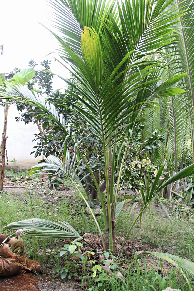 Bán cây giống dừa sáp Cầu Kè Trà Vinh
