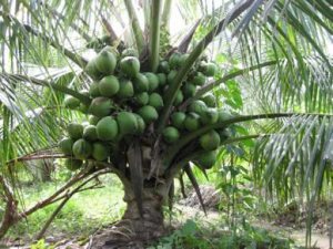 Đại Lý cây giống Dừa Sáp Trà Vinh