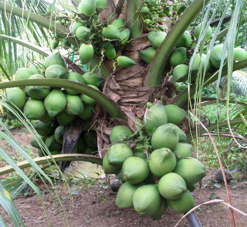 Giá cây dừa dứa bao nhiêu? - Đại Lý Mua Bán Dừa Sáp Cầu Kè Trà Vinh