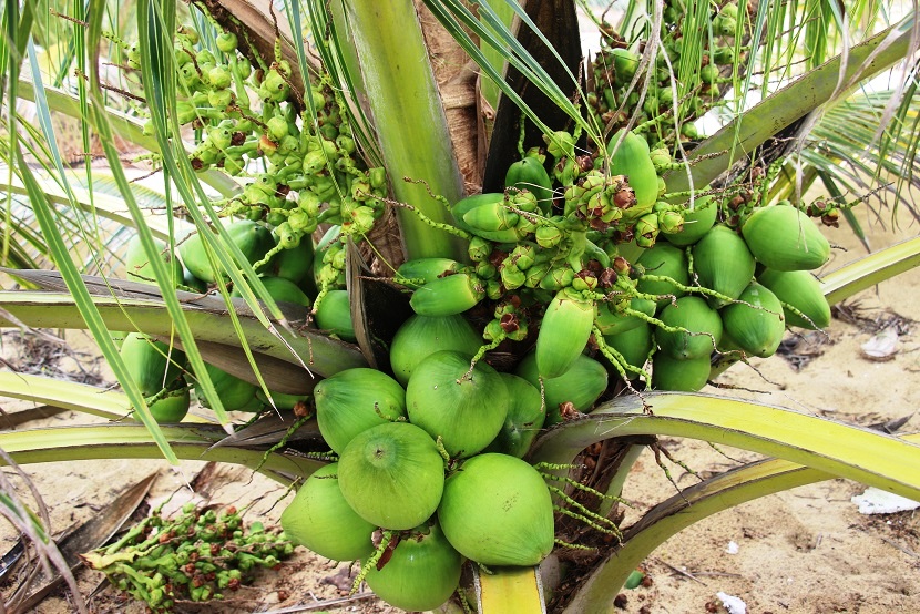 Độc đáo Trồng giống dừa thơm mùi dứa mỗi tháng có 20 triệu đồng
