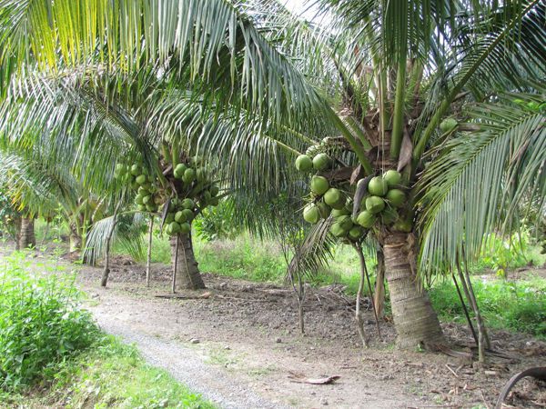 Làm giàu từ trồng dừa xiêm lùn ở miền Bắc  Mô hình trồng dừa ở Thanh