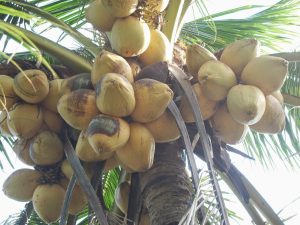 Chuyên cung cấp giá sỉ giống cây Dừa Sáp
