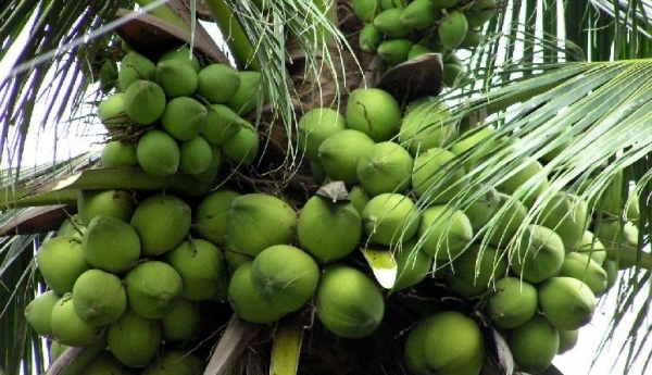 Trại cây giống Dừa Sáp giá gốc tạI Bến Tre