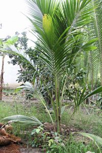 Giống Dừa Sáp tại Vĩnh Long