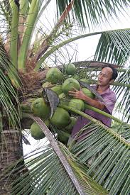 Đại Lý cây giống Dừa Sáp chính gốc
