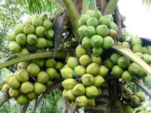 Đại Lý cây giống Dừa Sáp Trà Vinh