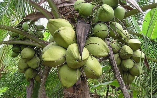 Đặc sản dừa sáp