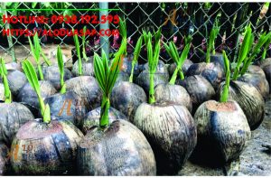 Bán cây giống dừa dừa giá rẻ uy tín tại Huyện Tiểu Cần - Trà Vinh