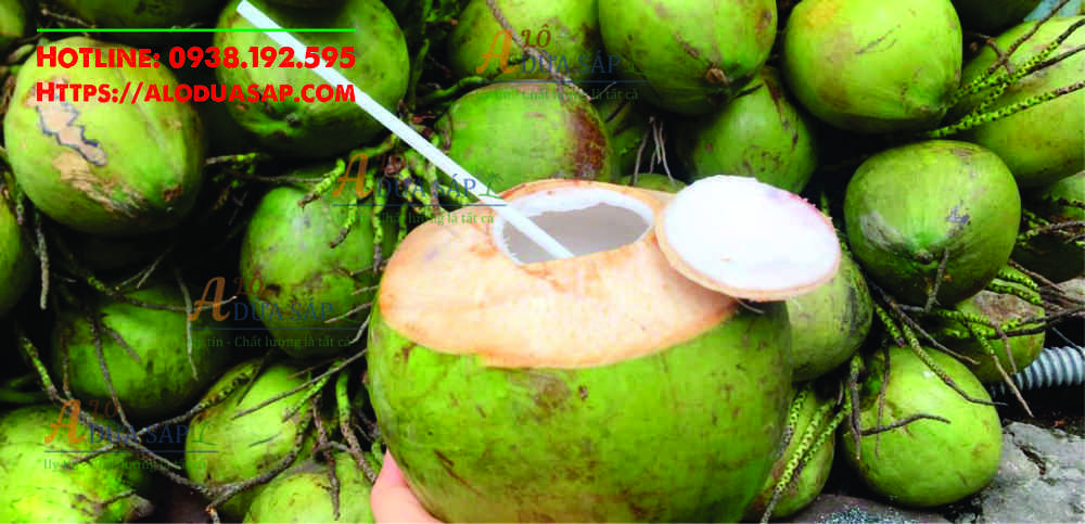 Địa chỉ bán cây giống dừa dừa giá rẻ uy tín tại Huyện Tiểu Cần - Trà Vinh