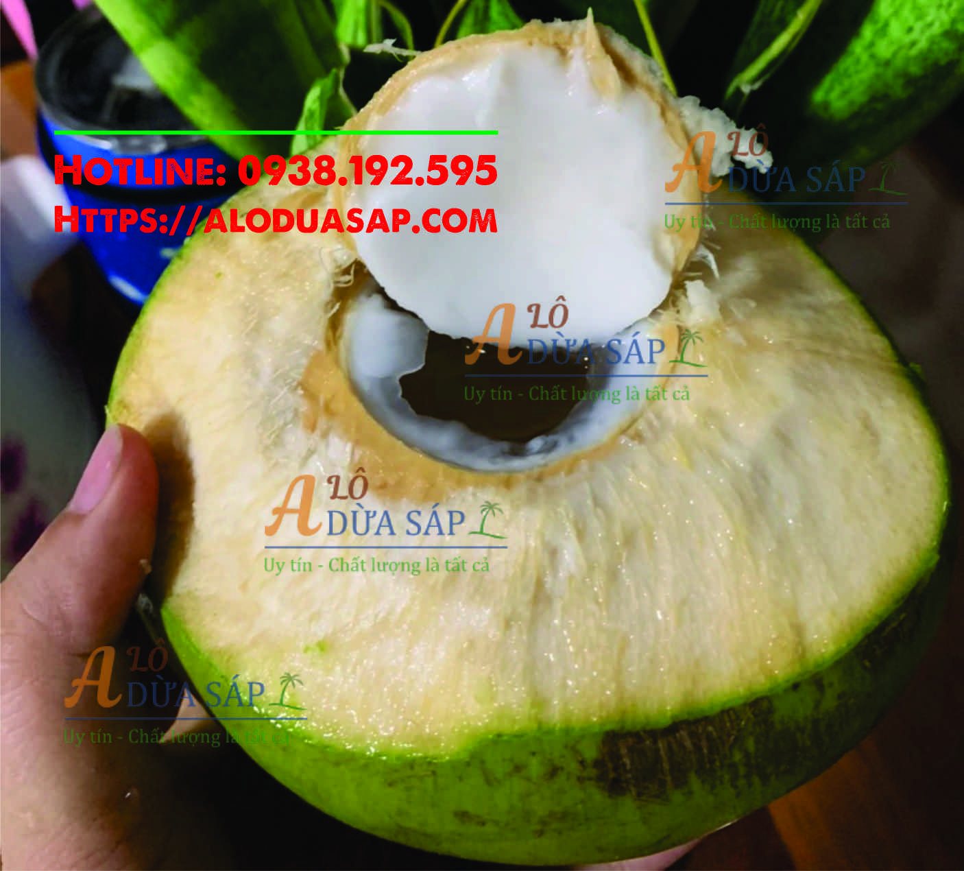 Chuyên cung cấp cây giống dừa dứa giá rẻ tại huyện Cầu Ngang Trà Vinh