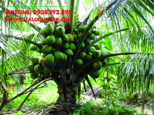 Nơi bán cây giống dừa dừa giá rẻ uy tín tại Huyện Tiểu Cần - Trà Vinh