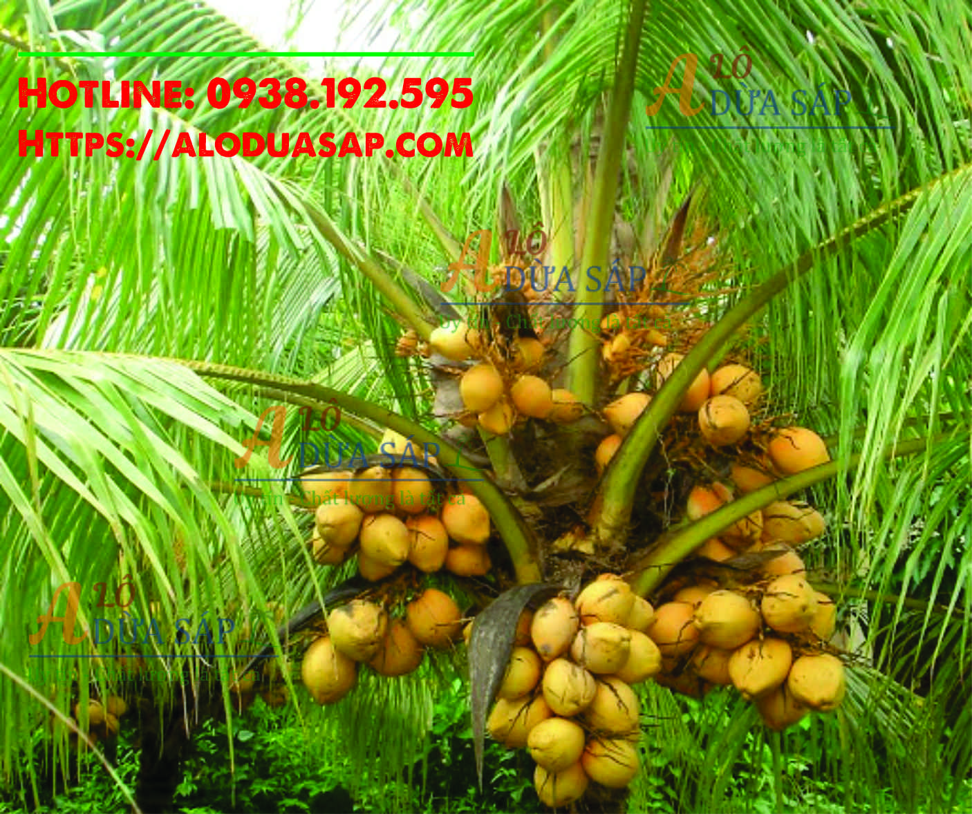 Chuyên cung cấp cây giống dừa xiêm lùn giá rẻ tại huyện Duyên Hải – Trà Vinh