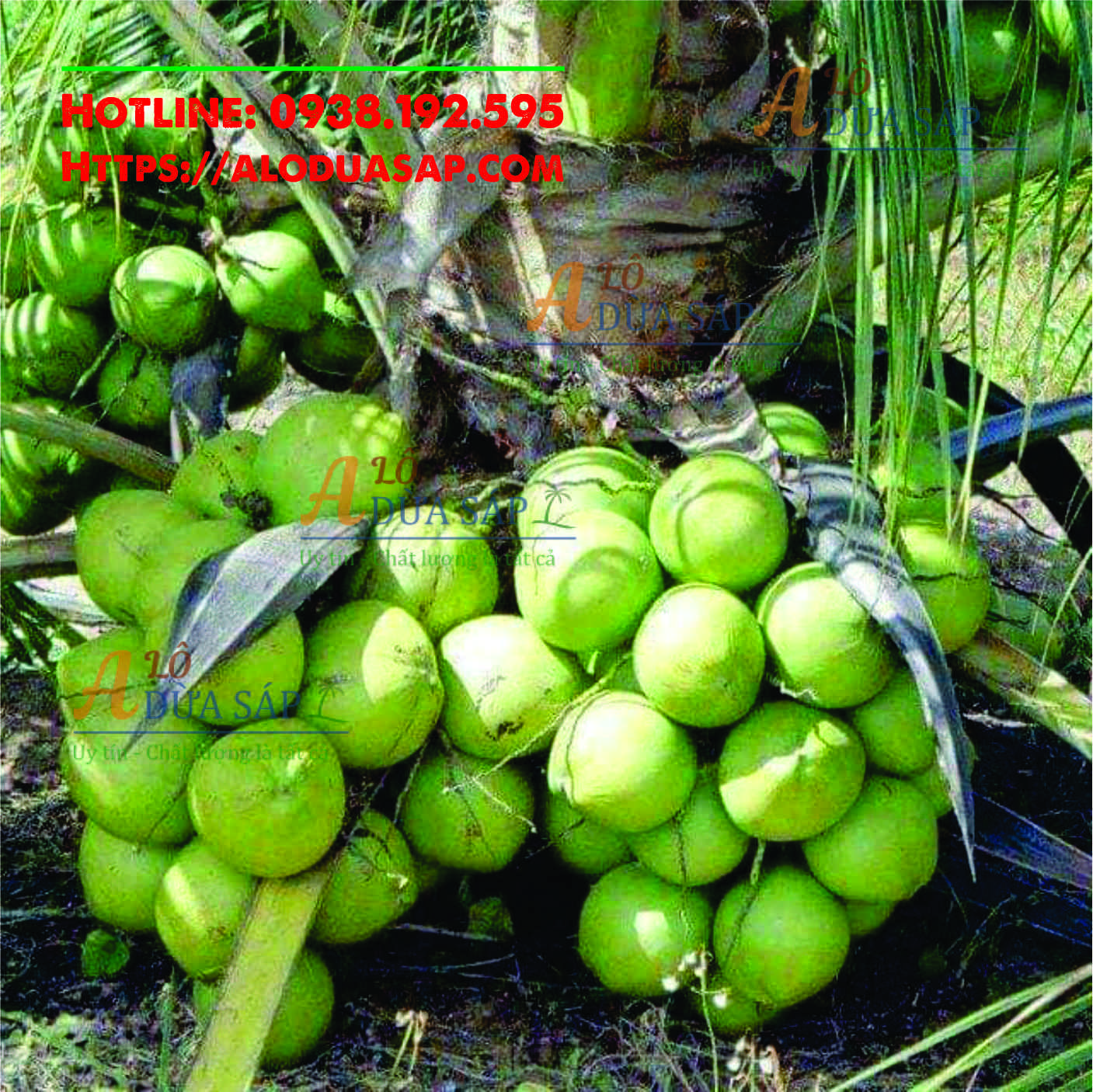 Chuyên cung cấp cây giống dừa dứa giá rẻ tại huyện Trà Cú Trà Vinh