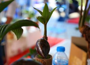 Quy trình chăm sóc dừa bonsai
